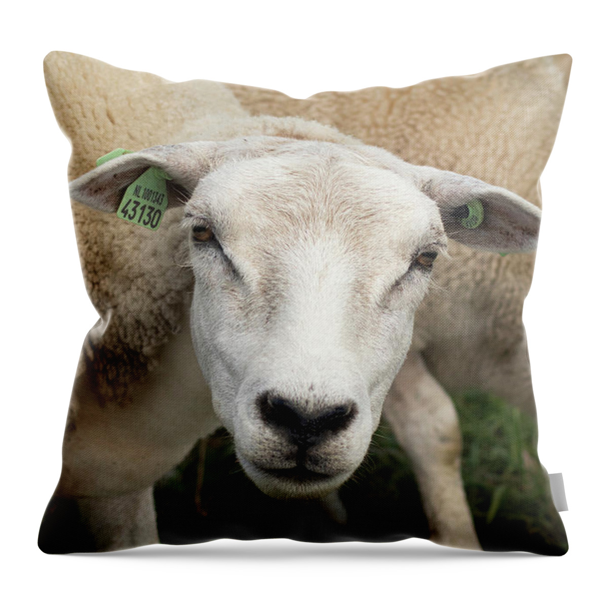 Sheep Throw Pillow featuring the photograph Sheep by MPhotographer