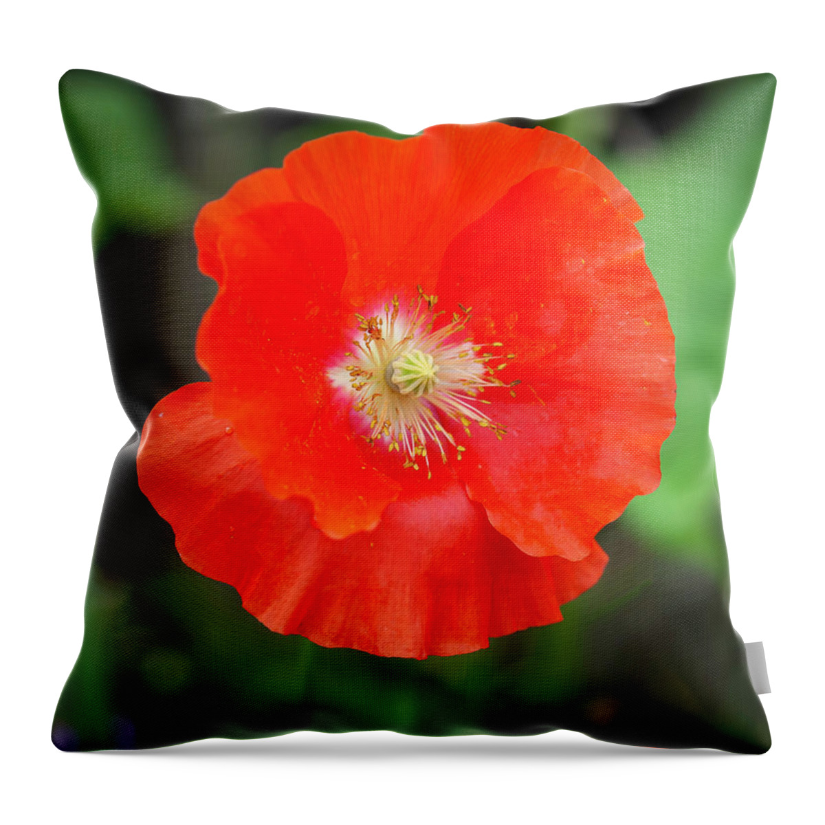 Shirley Poppy Throw Pillow featuring the photograph Shirley Poppy 2022-1 by Thomas Young