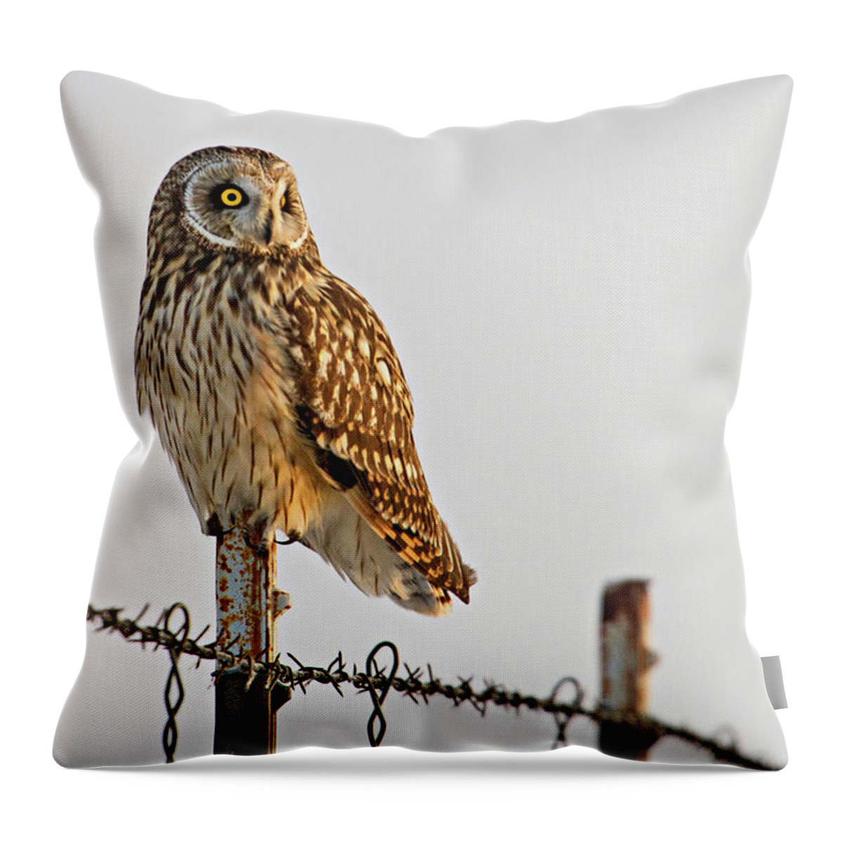 Birds Throw Pillow featuring the photograph Short-eared Owl by Wesley Aston