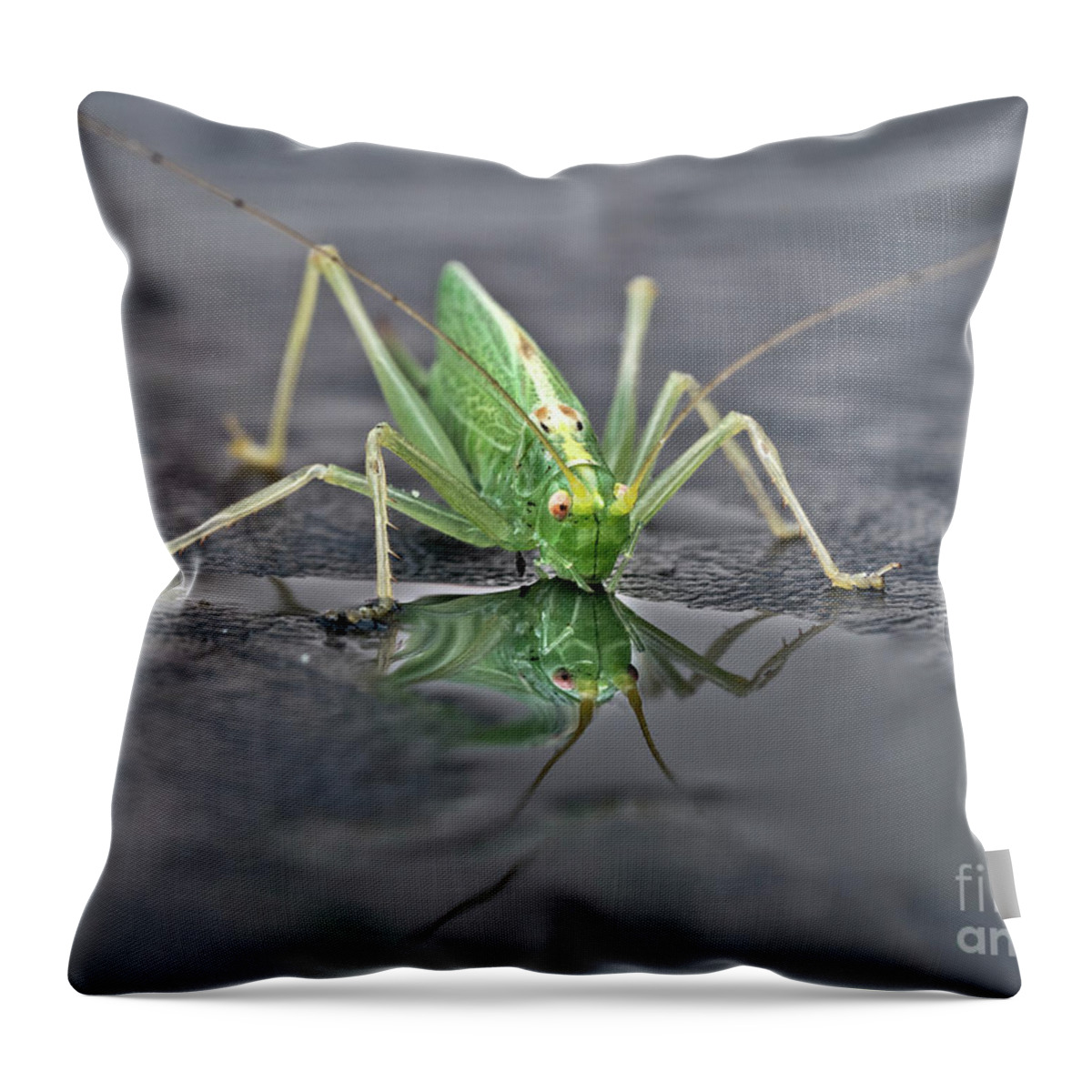 Sip Mirror Reflection Beautiful Green Eyes Cricket Drinking Water Insect Six Legs Unique Bizarre Close Up Macro Natural History Looking Humor Funny Single One Life-style Portrait Whiskers Delicate Vivid Color Beauty Alone Posing Elegant Handsome Figure Character Expressive Charming Singular Stylish Solo Fantastic Solitary Lonesome Loner Pretty Delightful Serenity Enjoying Joy Stimulating Mysterious Surreal Creative Fantasy Weird Imaginary Aesthetic Eccentric Grotesque Peculiar Face Puddle Nice Throw Pillow featuring the photograph Sip Of Water - Am I Beautiful? by Tatiana Bogracheva