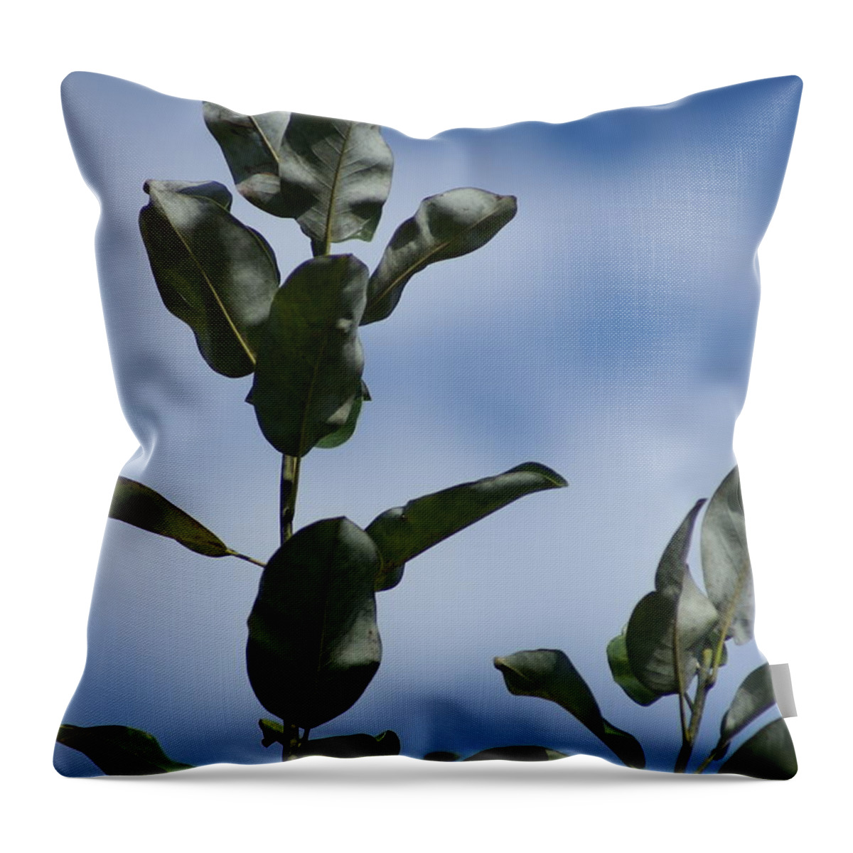  Throw Pillow featuring the photograph Sky Branches by Heather E Harman