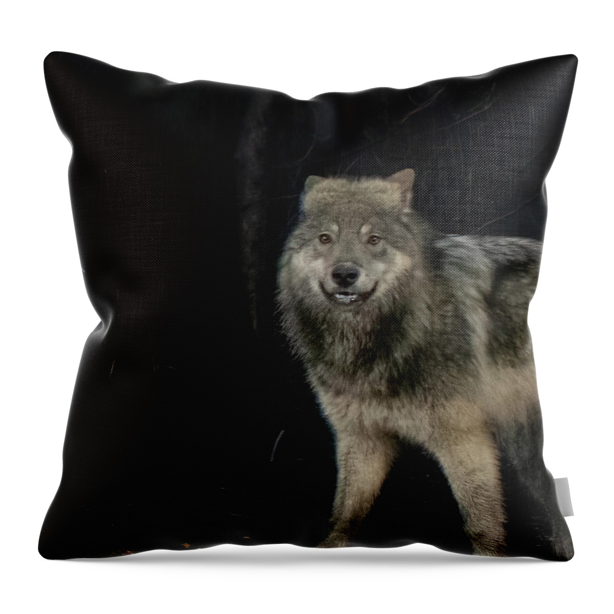 Wolf Throw Pillow featuring the photograph Smiley the Friendliest Lassen Pack Wolf by Randy Robbins