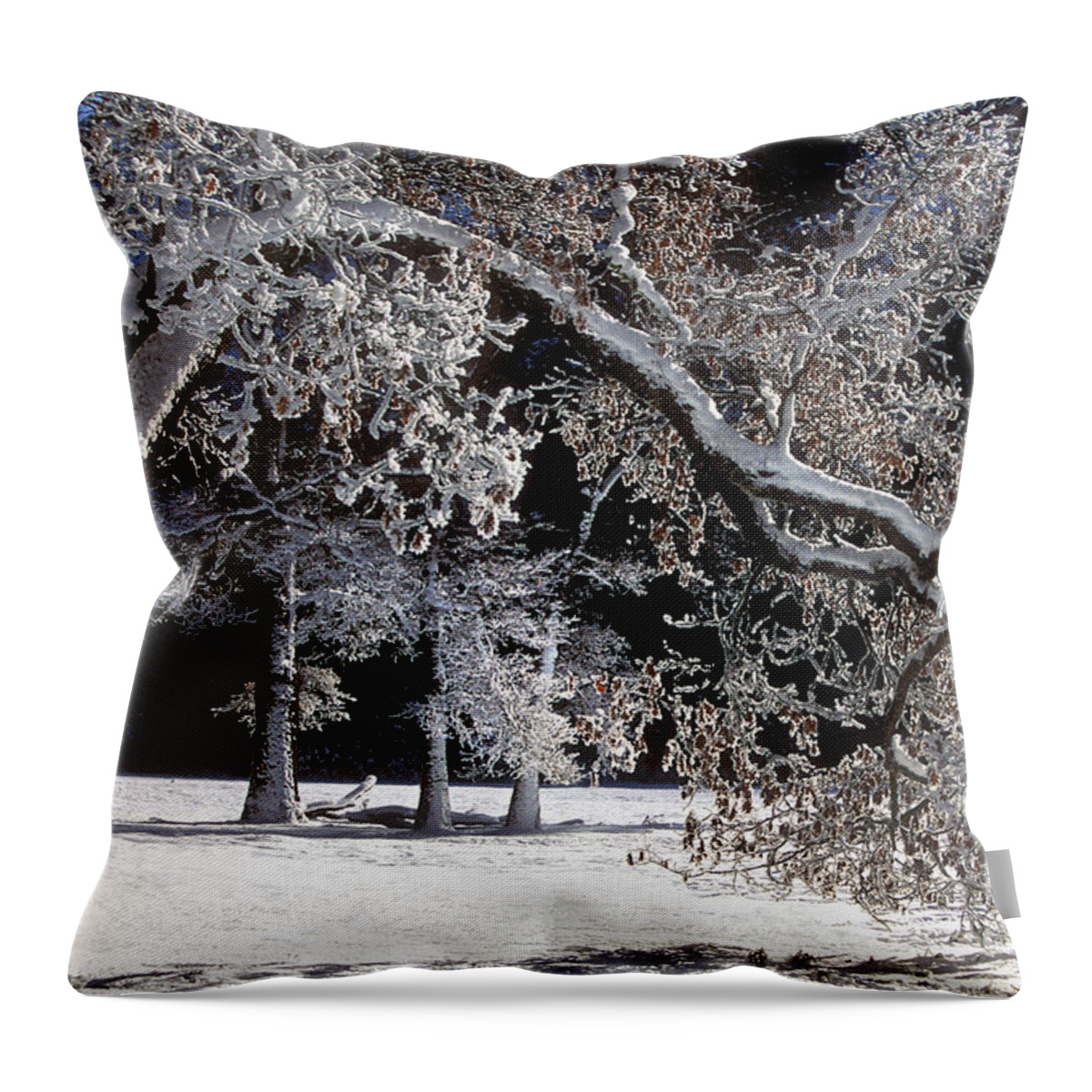 Black Oak Throw Pillow featuring the photograph Snow Covered Black Oak Yosemite National Park by Dave Welling