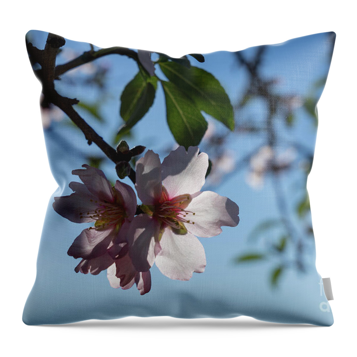 Almond Blossom Throw Pillow featuring the photograph Soft pink petals and almond blossom in Spain by Adriana Mueller
