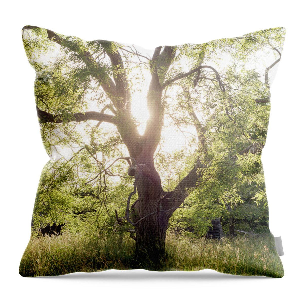 Sophora Throw Pillow featuring the photograph Sophora Japonica, Great Dixter by Perry Rodriguez