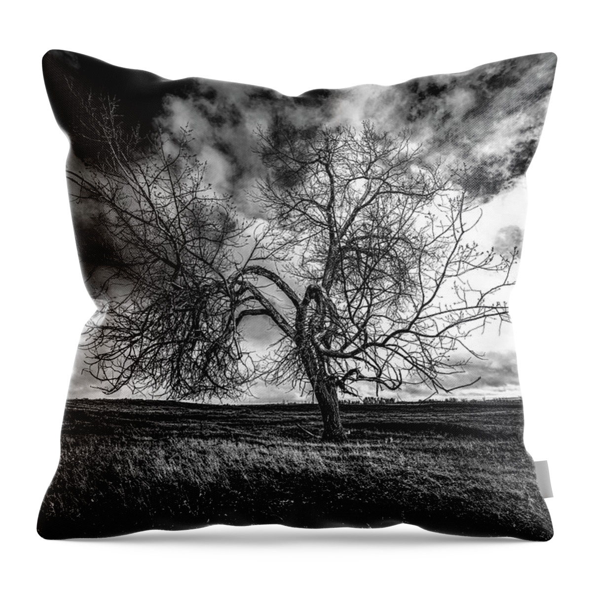 Tree Throw Pillow featuring the photograph South Monochrome by Darcy Dietrich