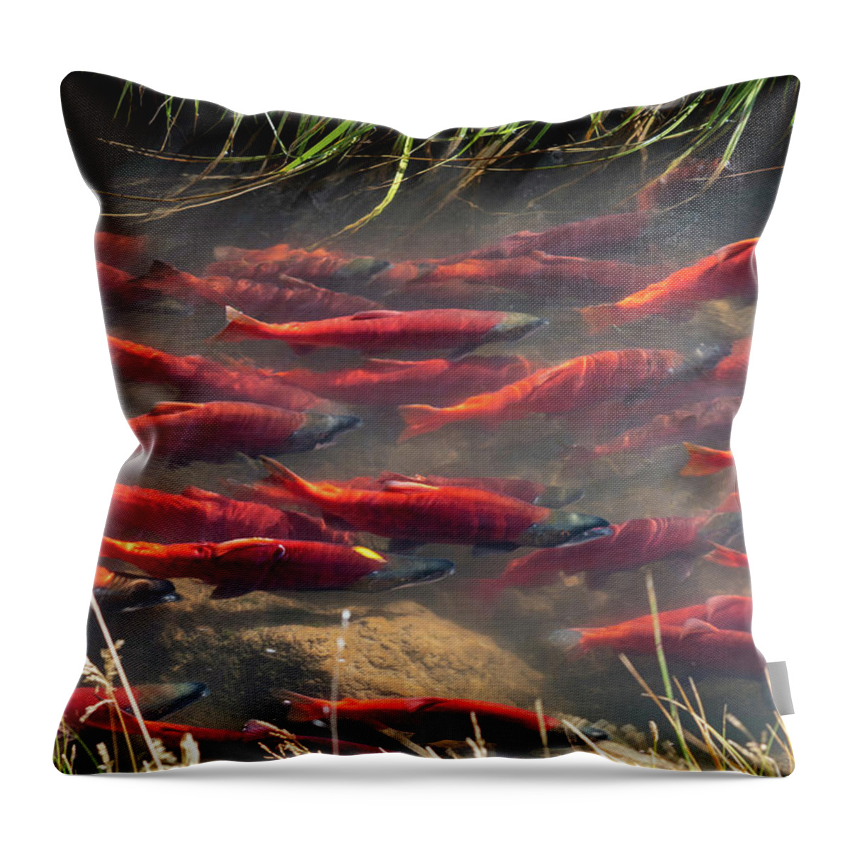 Salmon Throw Pillow featuring the photograph Spawning School by Wesley Aston