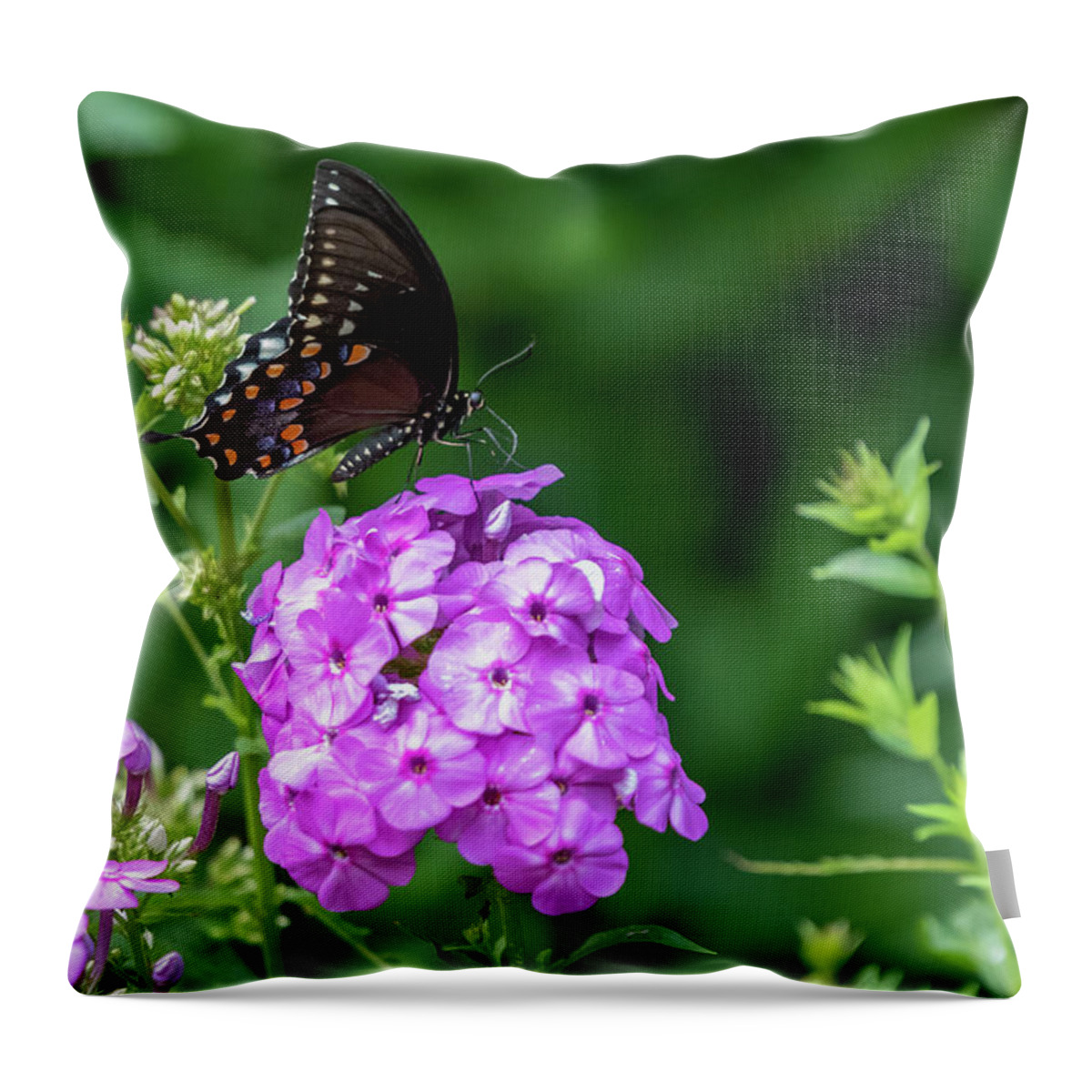 Lenoir Preserve Throw Pillow featuring the photograph Spicebush Swallowtail by Kevin Suttlehan