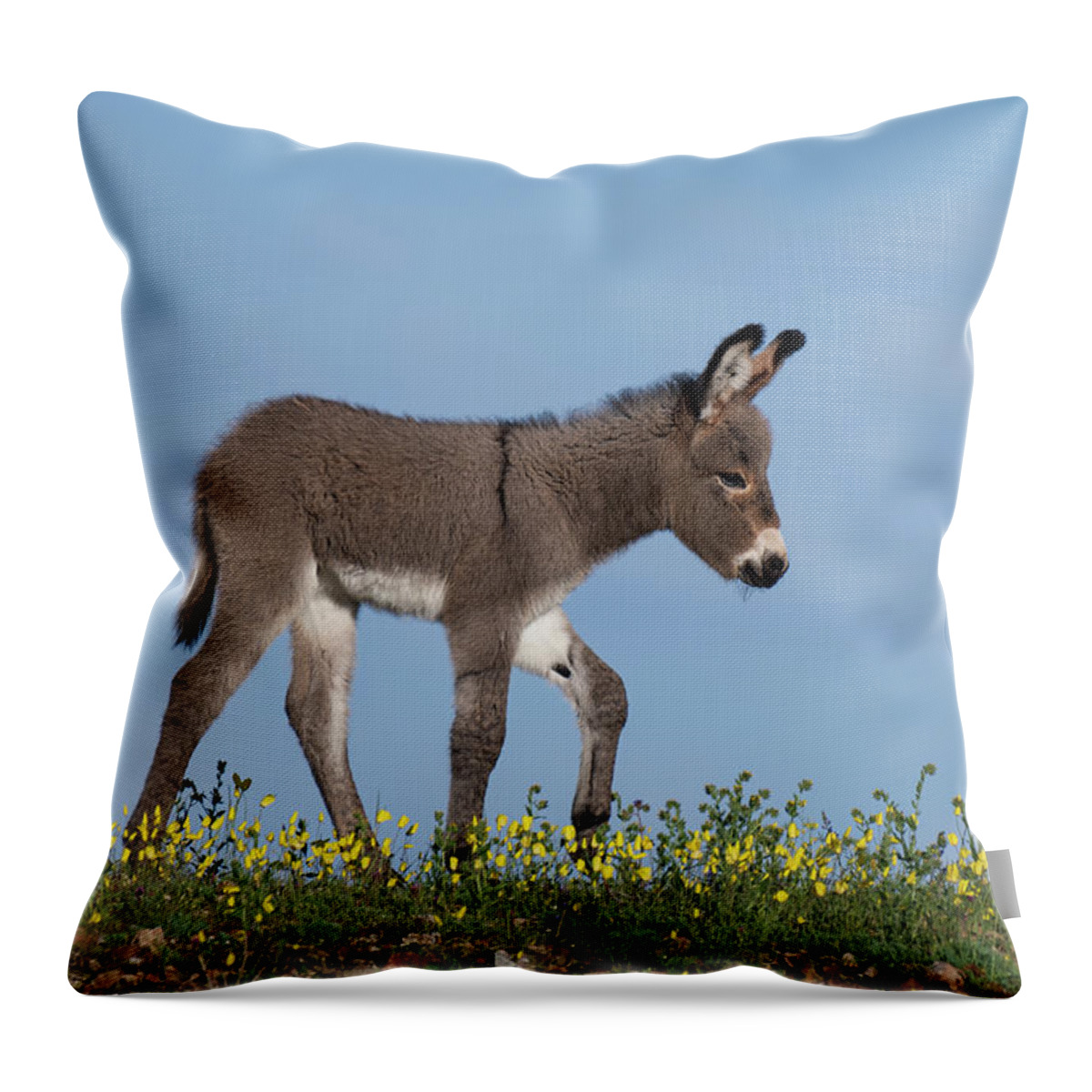 Wild Burros Throw Pillow featuring the photograph Spring Time by Mary Hone