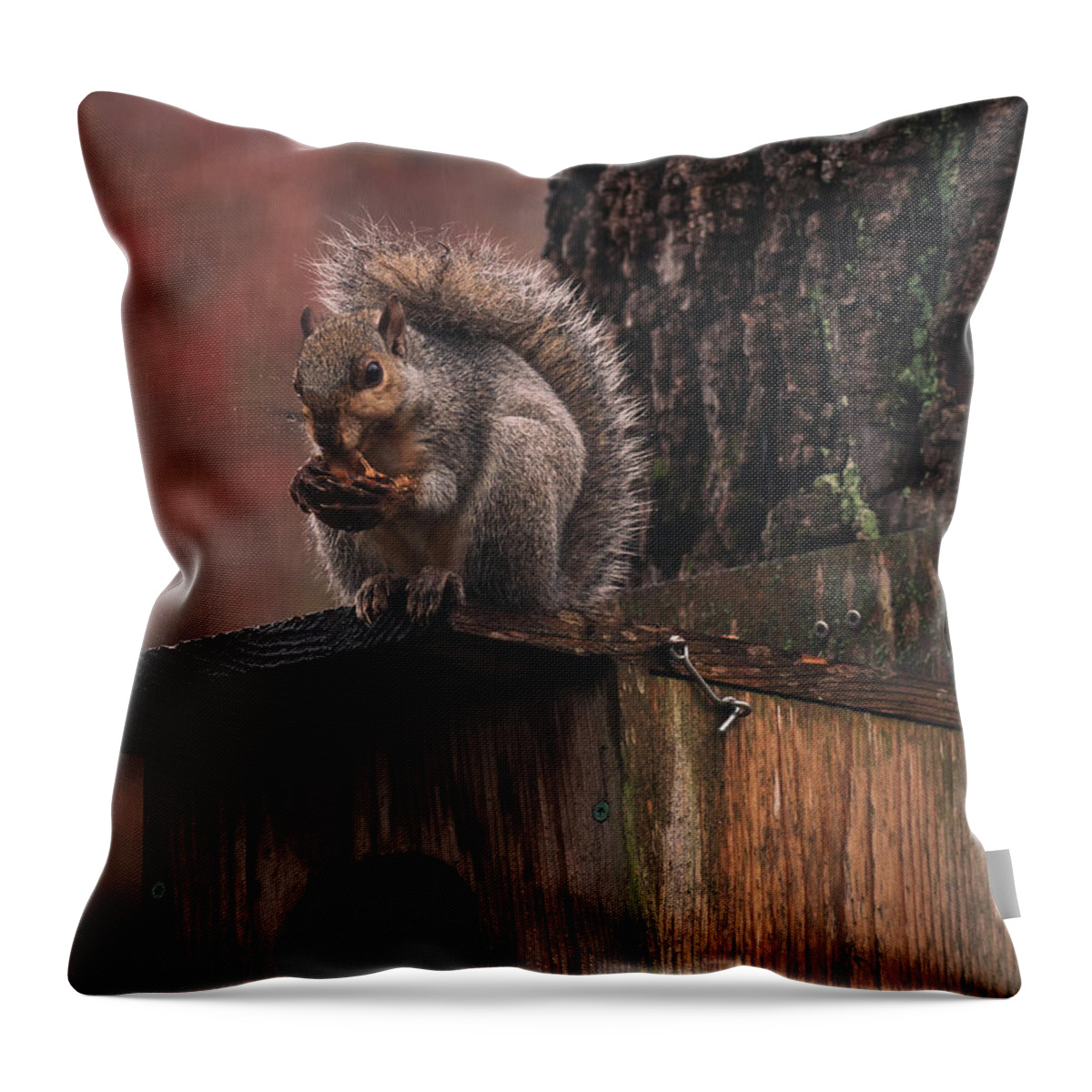Squirrel Throw Pillow featuring the photograph Squirrel on a Birdhouse - Rainy Autumn by Jason Fink