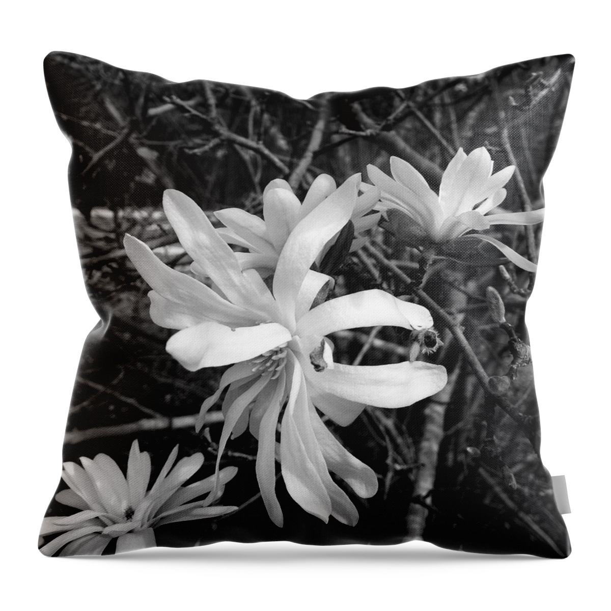  Throw Pillow featuring the photograph Star Magnolia by Heather E Harman
