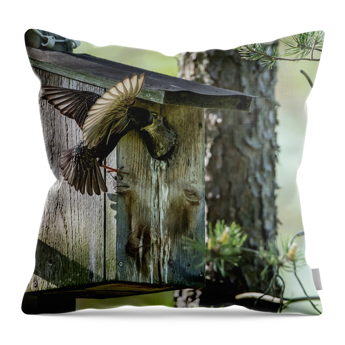 Starling Throw Pillow featuring the photograph Starling feed the nestling deep in the throat by Torbjorn Swenelius