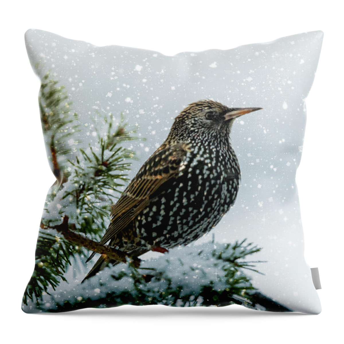 Bird Throw Pillow featuring the photograph Starling In Snow by Cathy Kovarik