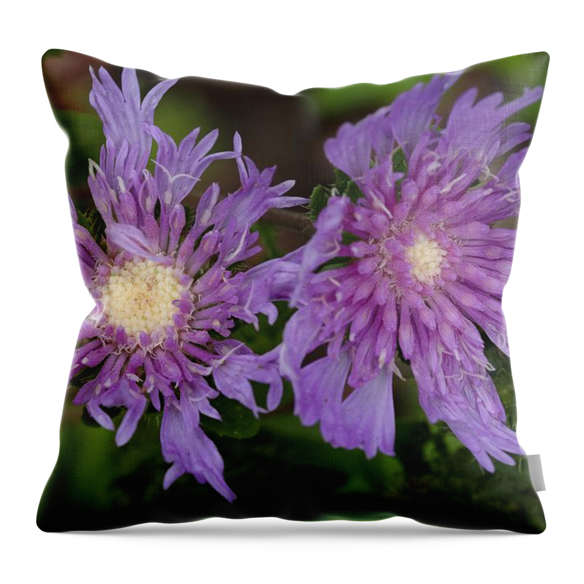 Stoke’s Aster Throw Pillow featuring the photograph Stoke's Aster Flower 5 by Mingming Jiang