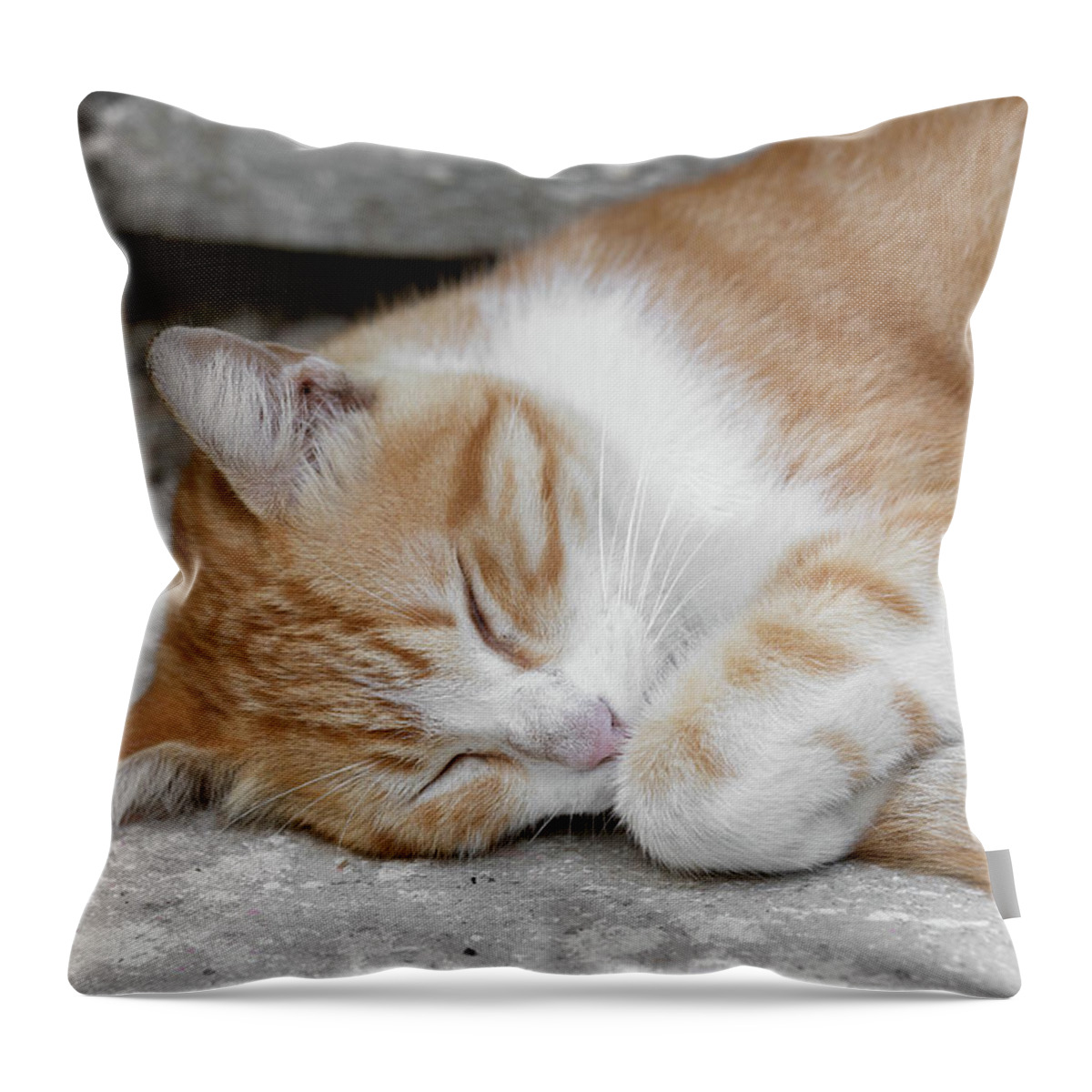 Cat Throw Pillow featuring the photograph Stray Cat by Katie Dobies