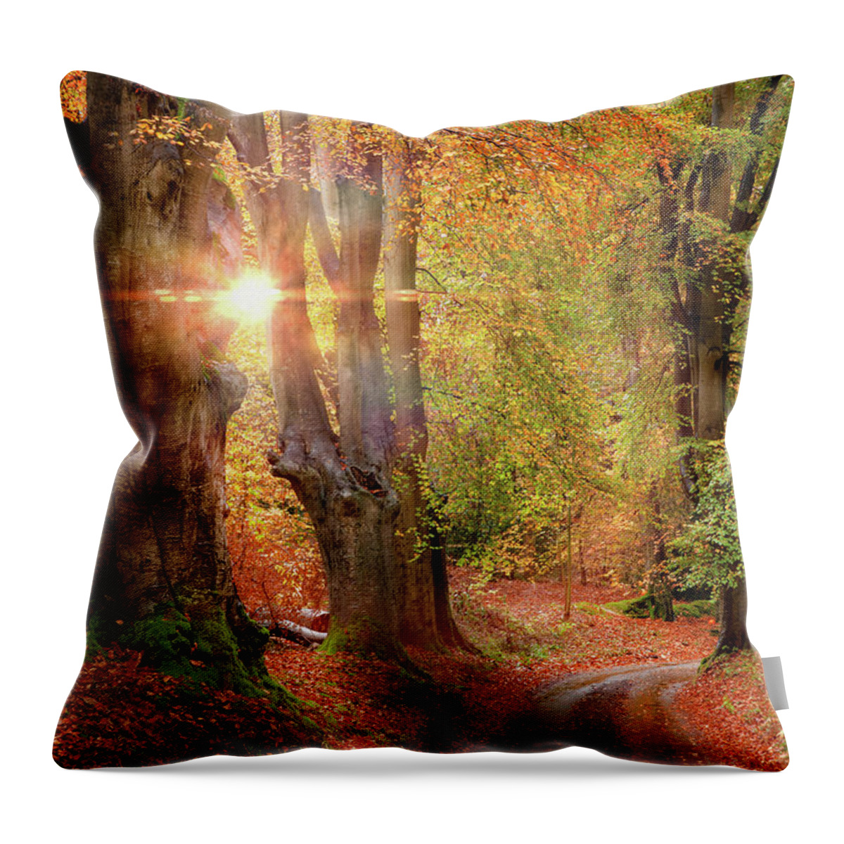Autumn Throw Pillow featuring the photograph Stunning autumn forest road at sunrise in Norfolk by Simon Bratt