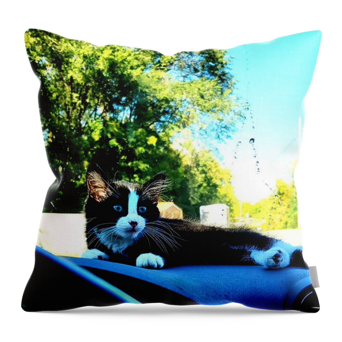 Sun Throw Pillow featuring the photograph Sunbathing on the dash by Shalane Poole