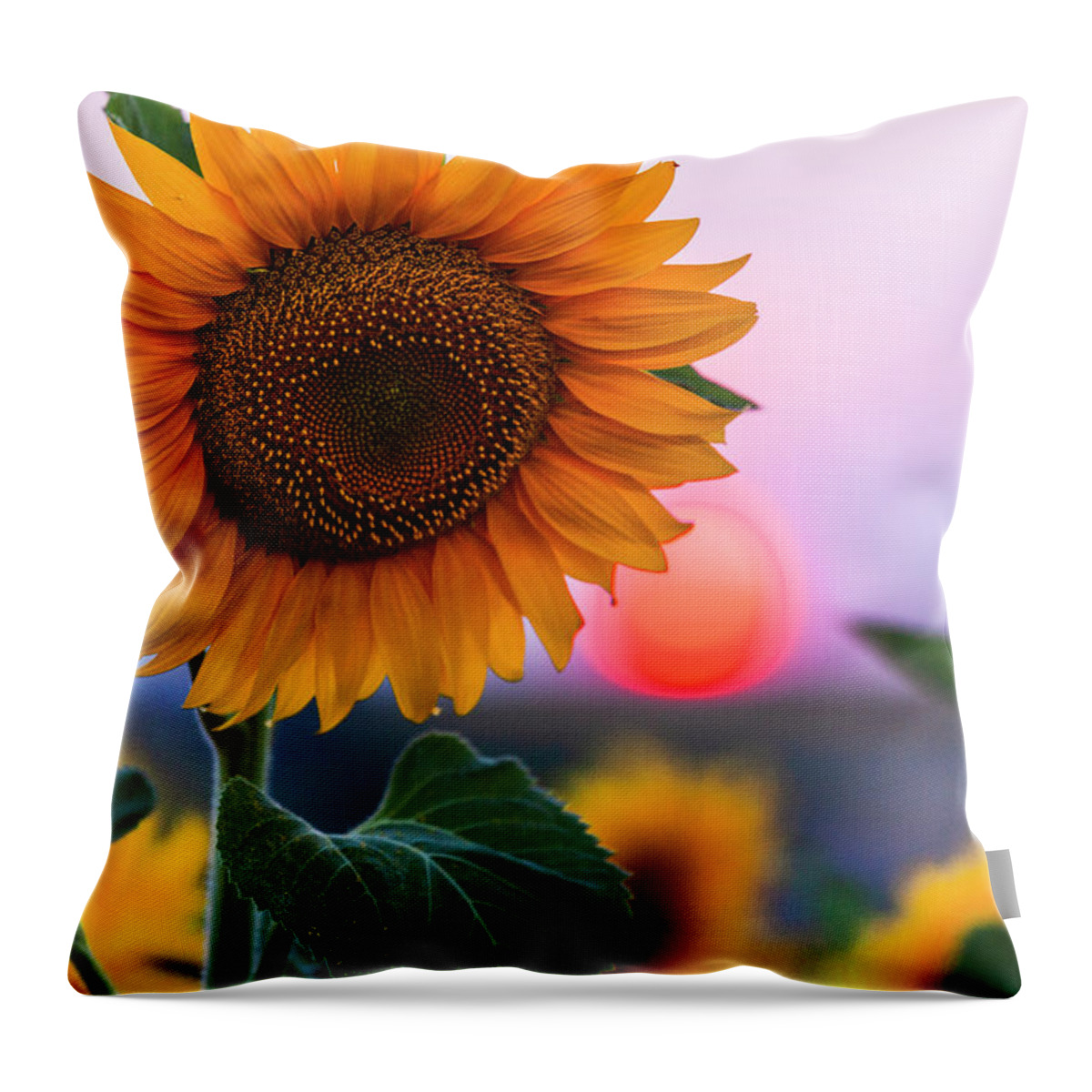 Bulgaria Throw Pillow featuring the photograph Sunflower by Evgeni Dinev