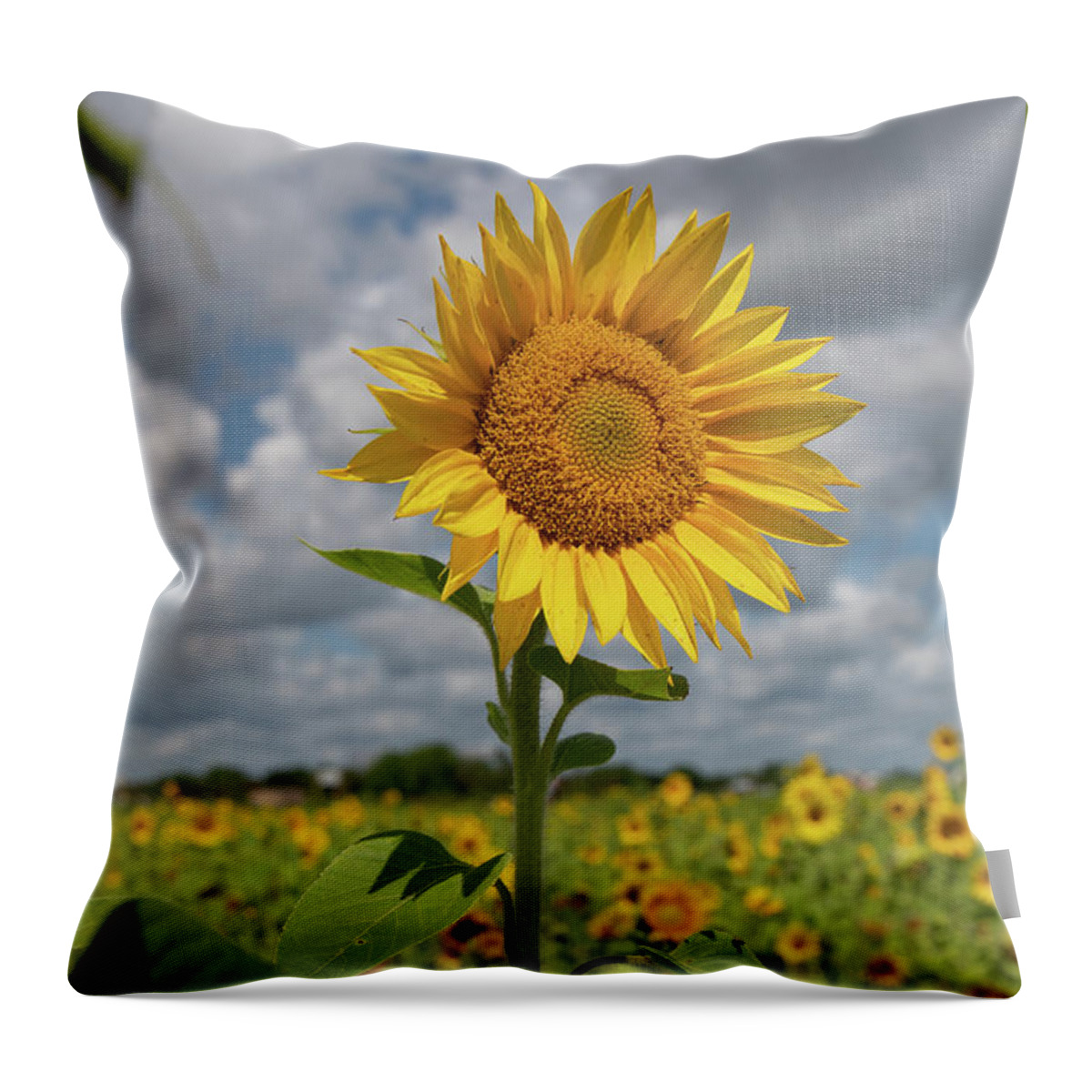 Sunflower Throw Pillow featuring the photograph Sunflower in Field by Carolyn Hutchins