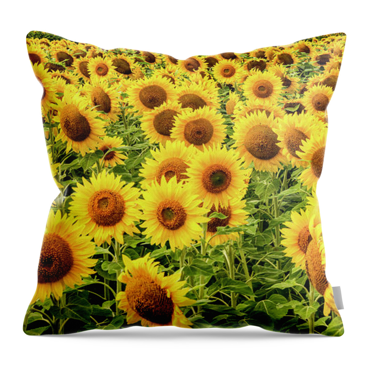 Sunflowers Throw Pillow featuring the photograph Sunflowers As Far As The Eye Can See by Marcy Wielfaert