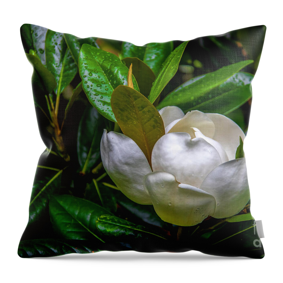 Blossom Throw Pillow featuring the photograph Sweet Magnolia by Shelia Hunt