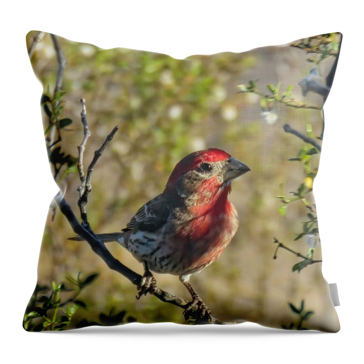 Southwestern Art Throw Pillow featuring the photograph Sweet Sun Up by Judy Kennedy