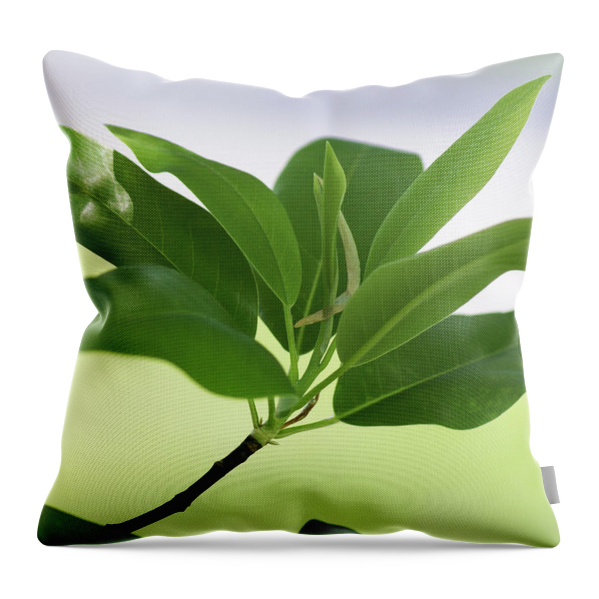  Throw Pillow featuring the photograph Sweetbay Magnolia Greens by Heather E Harman