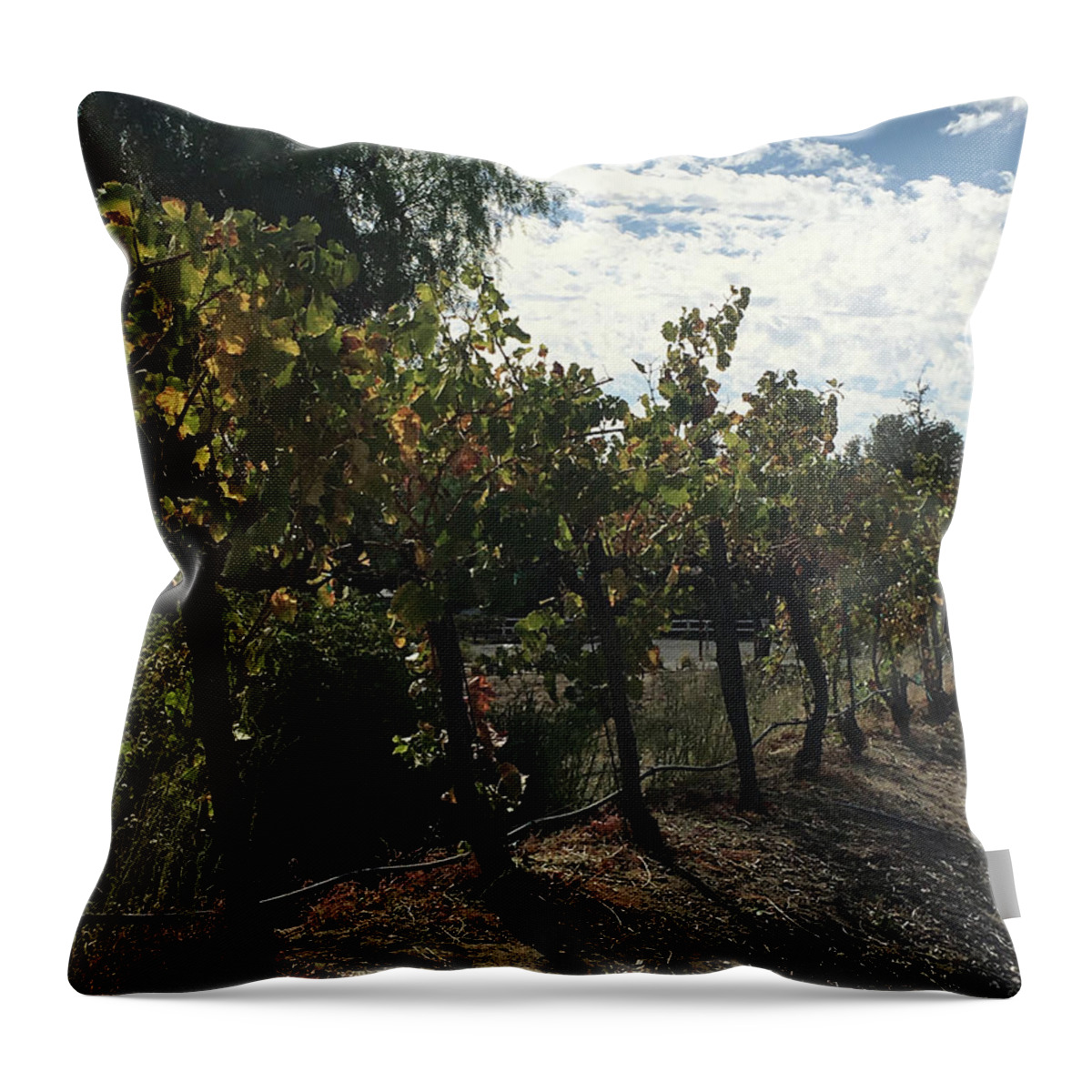 Grapevines Throw Pillow featuring the photograph Temecula Vines by Roxy Rich