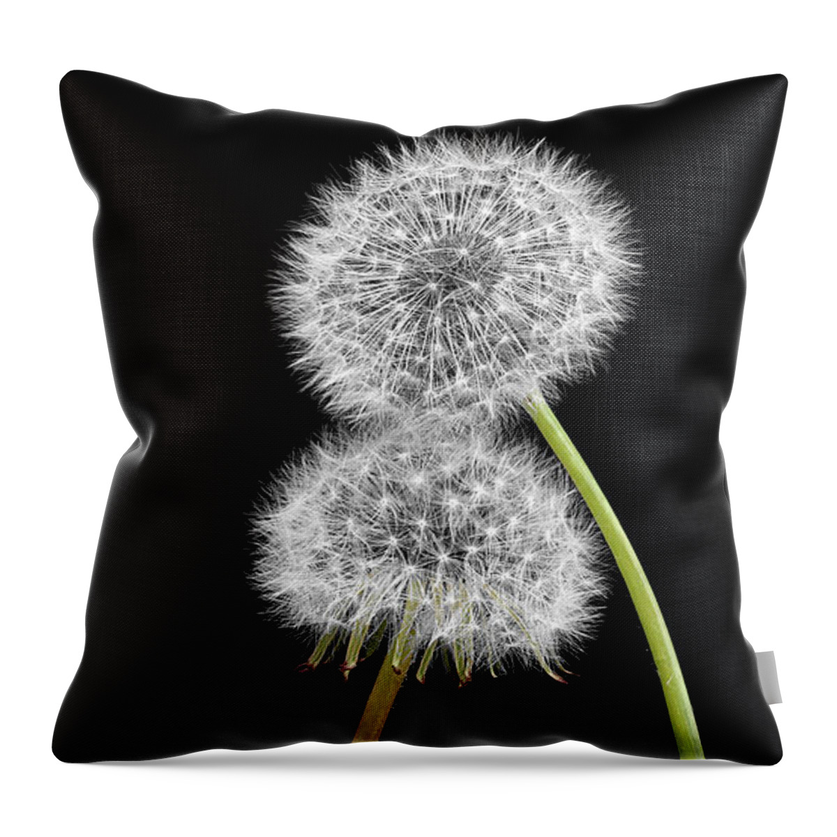Two Couple Fluffy Dandelions Tender Touch Heads Passion Expressionistic Impersonation Uplifting Metaphoric Figurative Interpretative Singular Impression Evocative Romance Intrigue Fancy Minimalism Minimalist Peculiar Simplicity Simple Togetherness Creative Associative Impressions Contemporary Emotional Spiritual Happy Elegance Expressive Stylish Inspirational Romantic Charming Charm Aesthetic Poetic Funny Idyllic Meaningful Conceptual Sentimental Eccentric Provocative Weird Popular Bestseller Throw Pillow featuring the photograph TENDER TOUCH,TOGETHERNESS - impersonation OF two touching dandelions leaned to each other by Tatiana Bogracheva