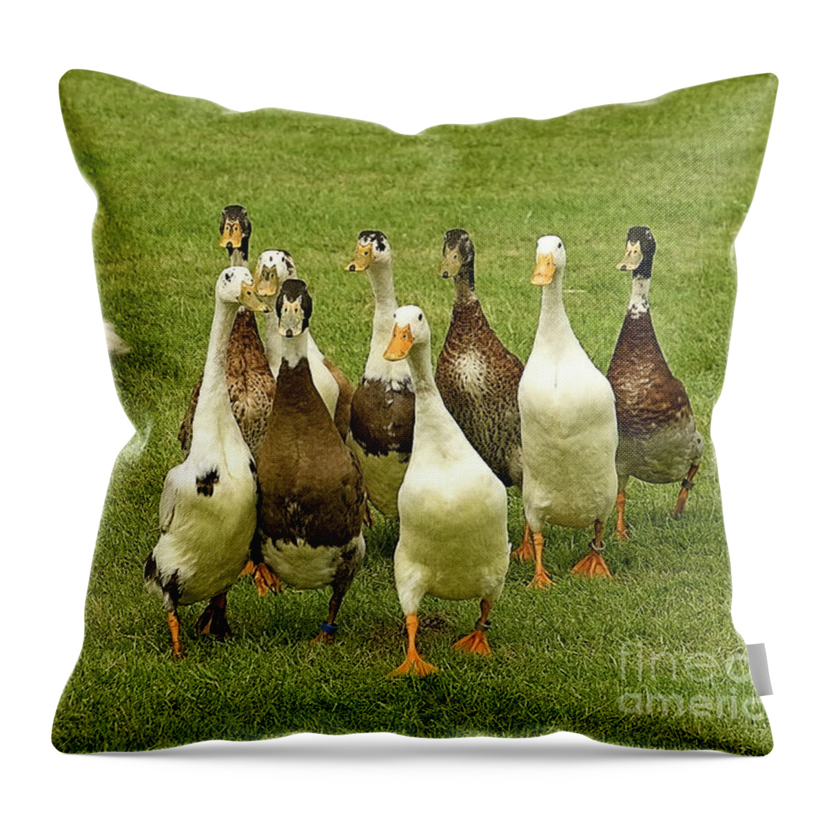 Geese Guarding Guard Gees-dog Smile Humor Funny Pastoral Leader Lead Country Village Field Grass Green Farm Farming Animals Sheepdog Herd Flock Nine Together Cheer Up Cheerful Day Summer Optimistic Lifting Up Grazing Crossing Walking Throw Pillow featuring the photograph The Best Gees Guard by Tatiana Bogracheva