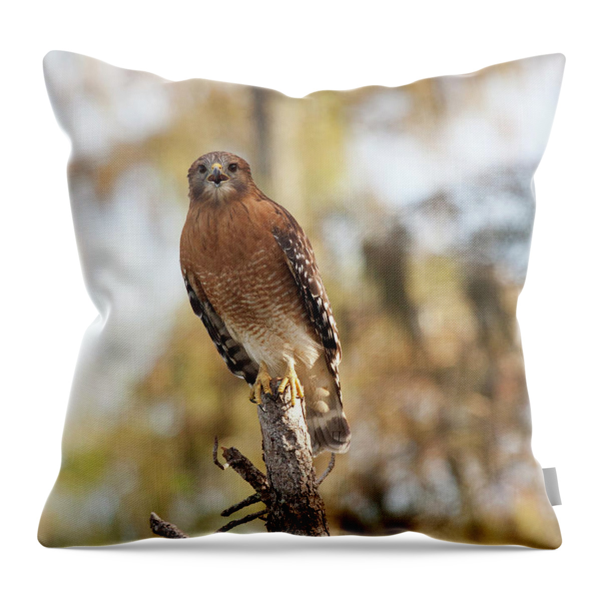 Red-shouldered Hawk Throw Pillow featuring the photograph The Calling by Jayne Carney