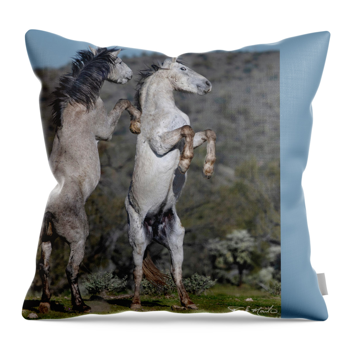 Stallion Throw Pillow featuring the photograph The Desert Dance. by Paul Martin