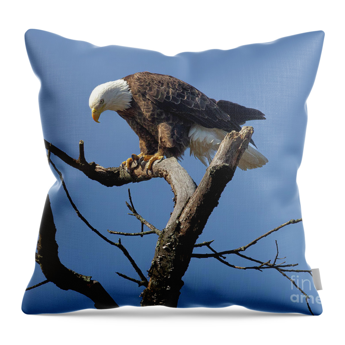 Eagles Throw Pillow featuring the photograph The Eagle Has Landed by Chris Scroggins