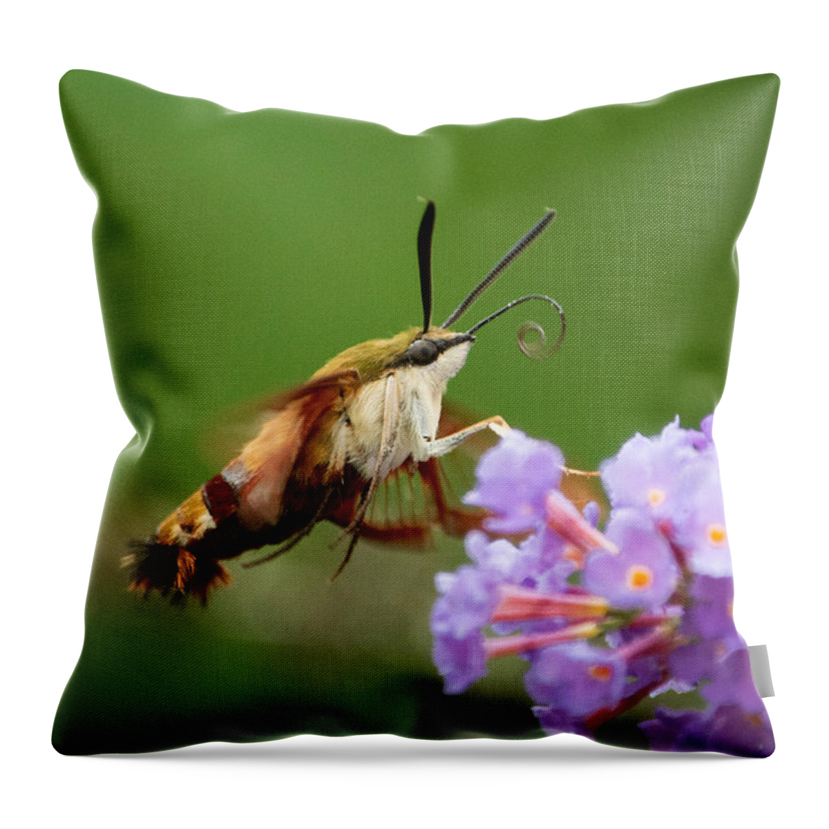 Cool Throw Pillow featuring the photograph The Hummingbird Moth by Linda Bonaccorsi