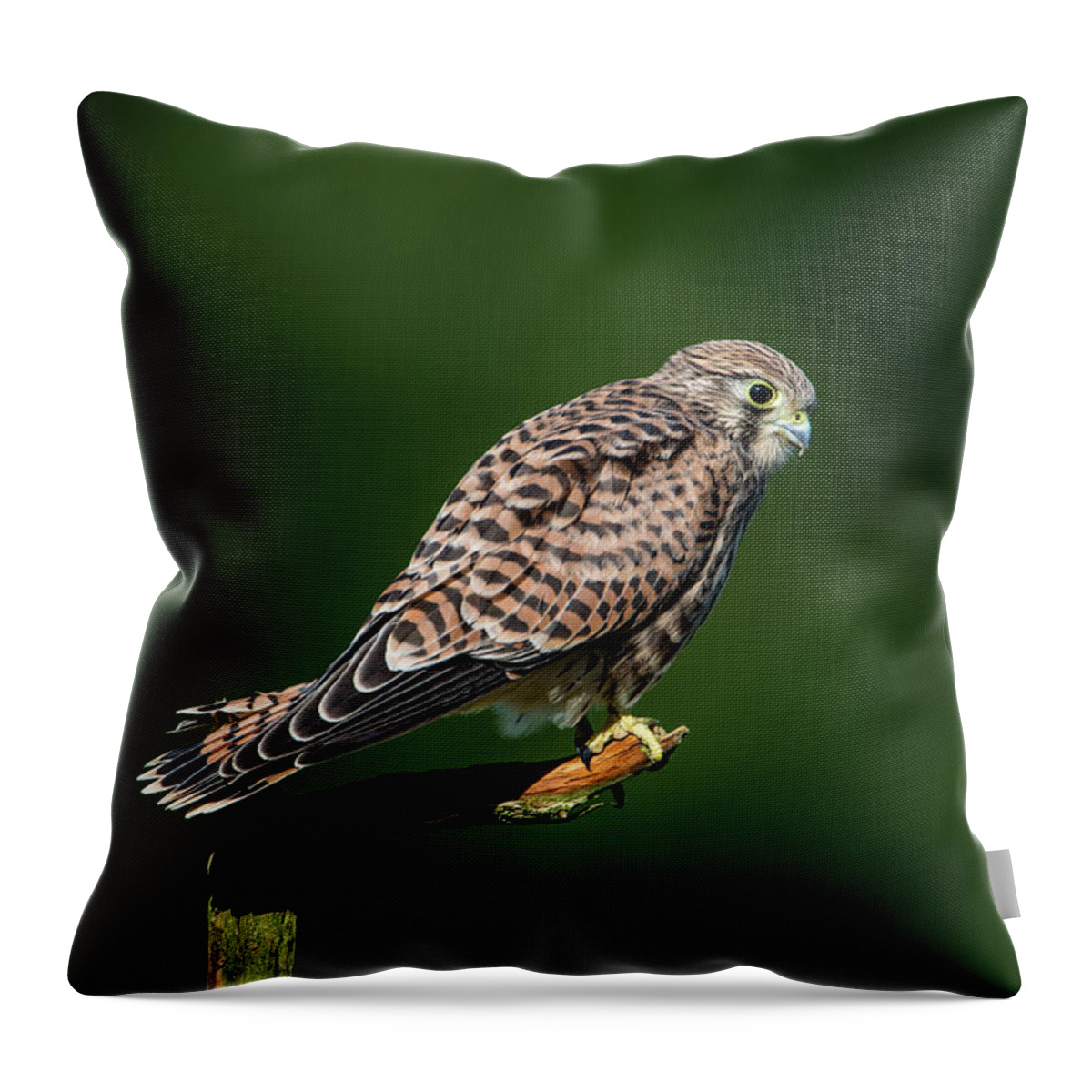 Kestrel Throw Pillow featuring the photograph The hunting position in profile for the young kestrel by Torbjorn Swenelius