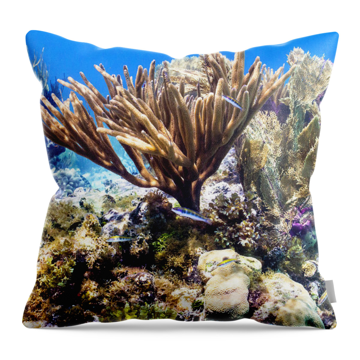 Coral Throw Pillow featuring the photograph The Nursery by Lynne Browne