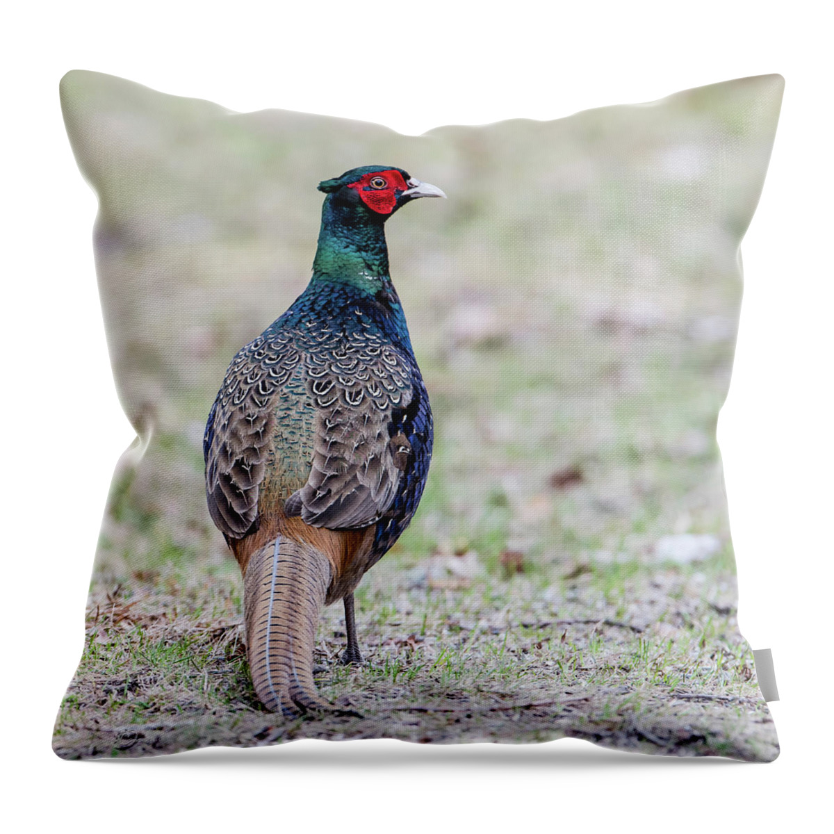 Pheasant Throw Pillow featuring the photograph The Pheasant Beauty s back by Torbjorn Swenelius