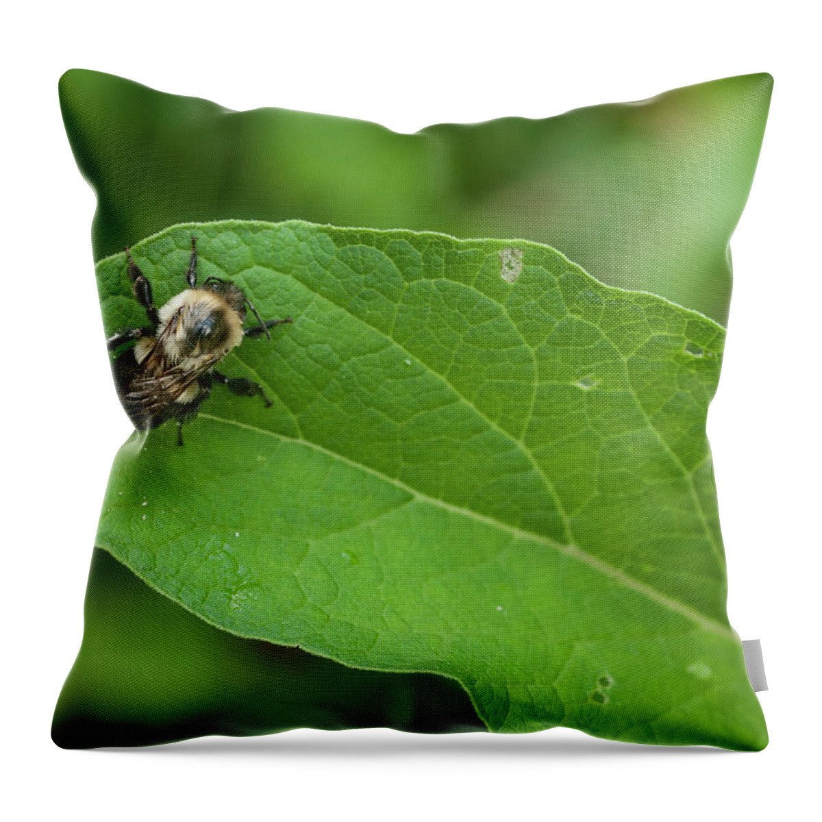 Blue Ridge Mountains Throw Pillow featuring the photograph The Pollinator by Melissa Southern