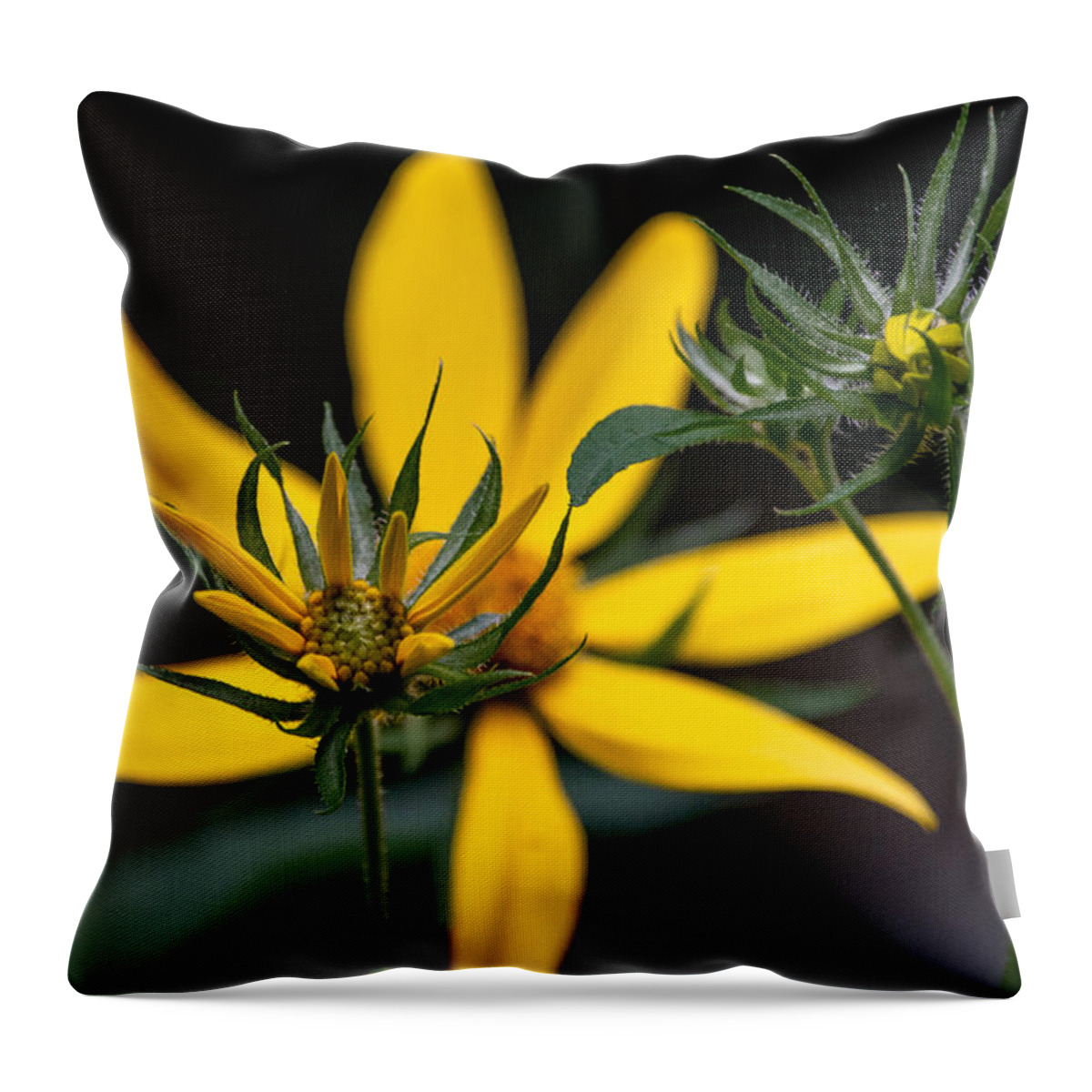 Sunflower Throw Pillow featuring the photograph The Stages of Bloom by Linda Bonaccorsi