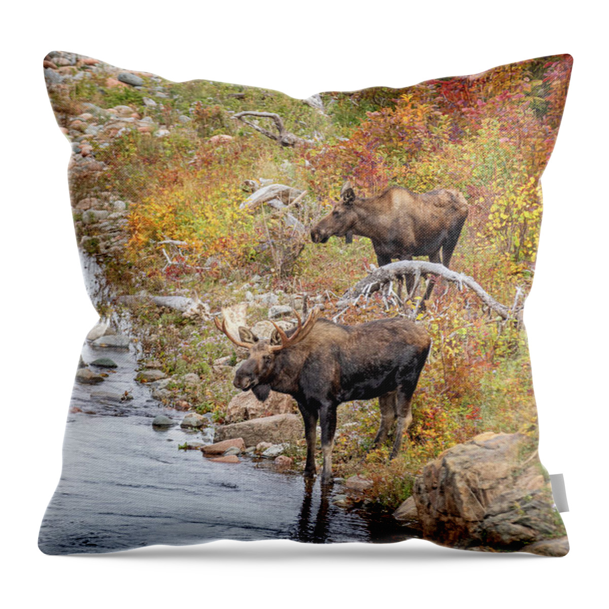 Cabot Trail Throw Pillow featuring the photograph The Watering Hole by Manpreet Sokhi