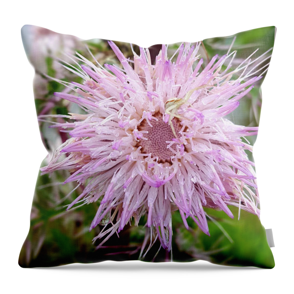 Secret Wildflower Throw Pillow featuring the photograph The Wildflower's Secret by Pamela Smale Williams
