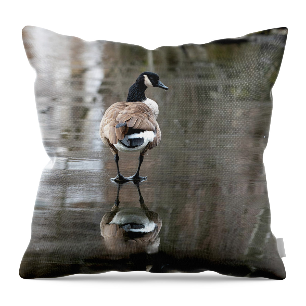 Canadian Goose Throw Pillow featuring the photograph Thin Ice by Kevin Suttlehan