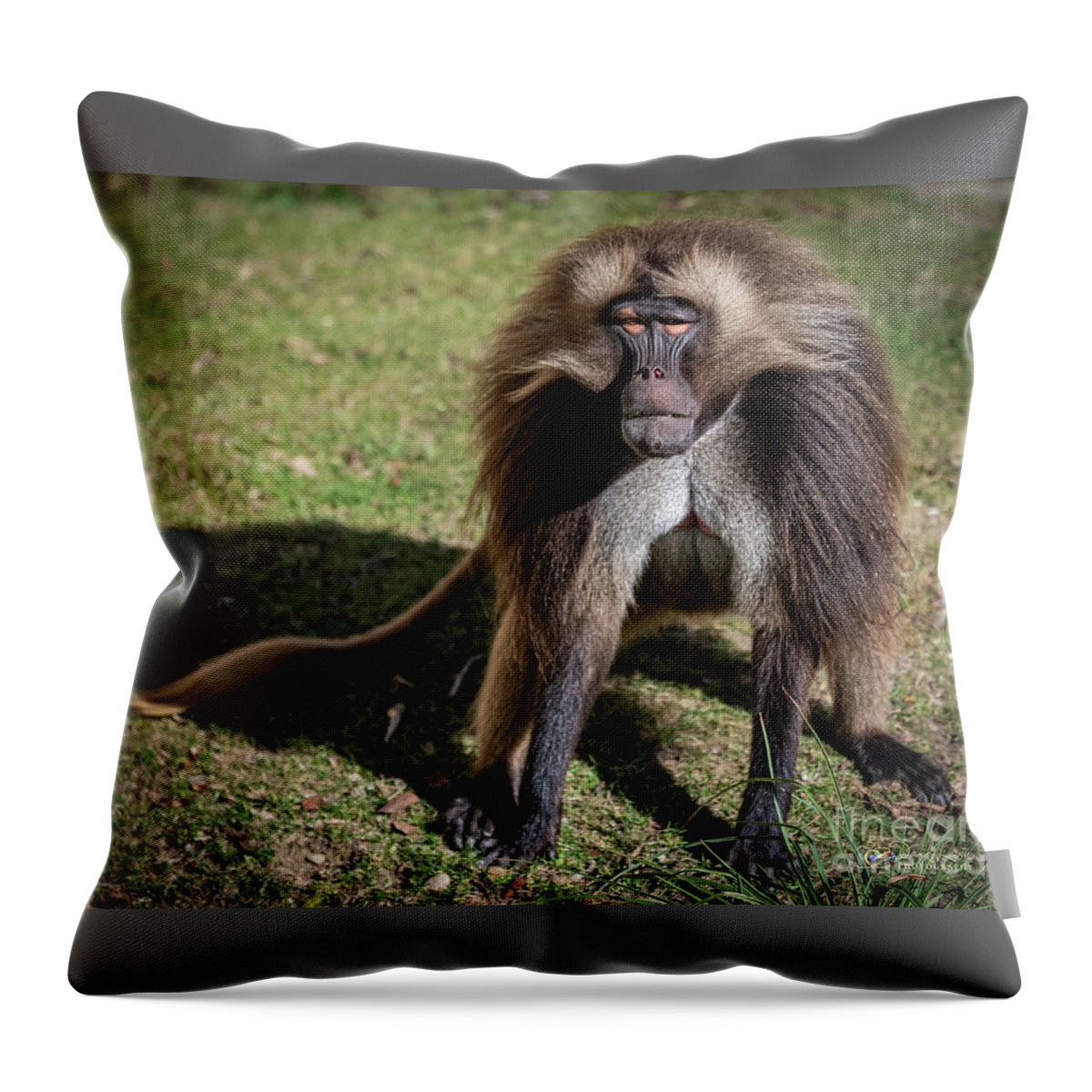 David Levin Photography Throw Pillow featuring the photograph This is How I Look When I'm Happy by David Levin