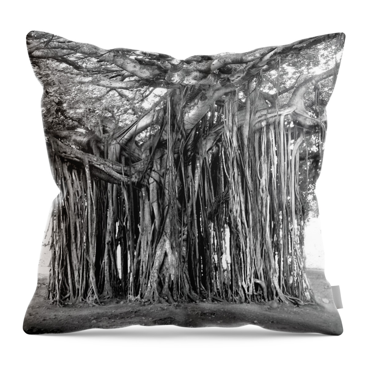 Fine Art Throw Pillow featuring the photograph Tree with Many Trunks by Mike McGlothlen