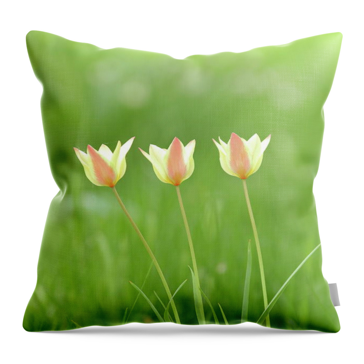 Nature Throw Pillow featuring the photograph Triple Tulips by Lens Art Photography By Larry Trager