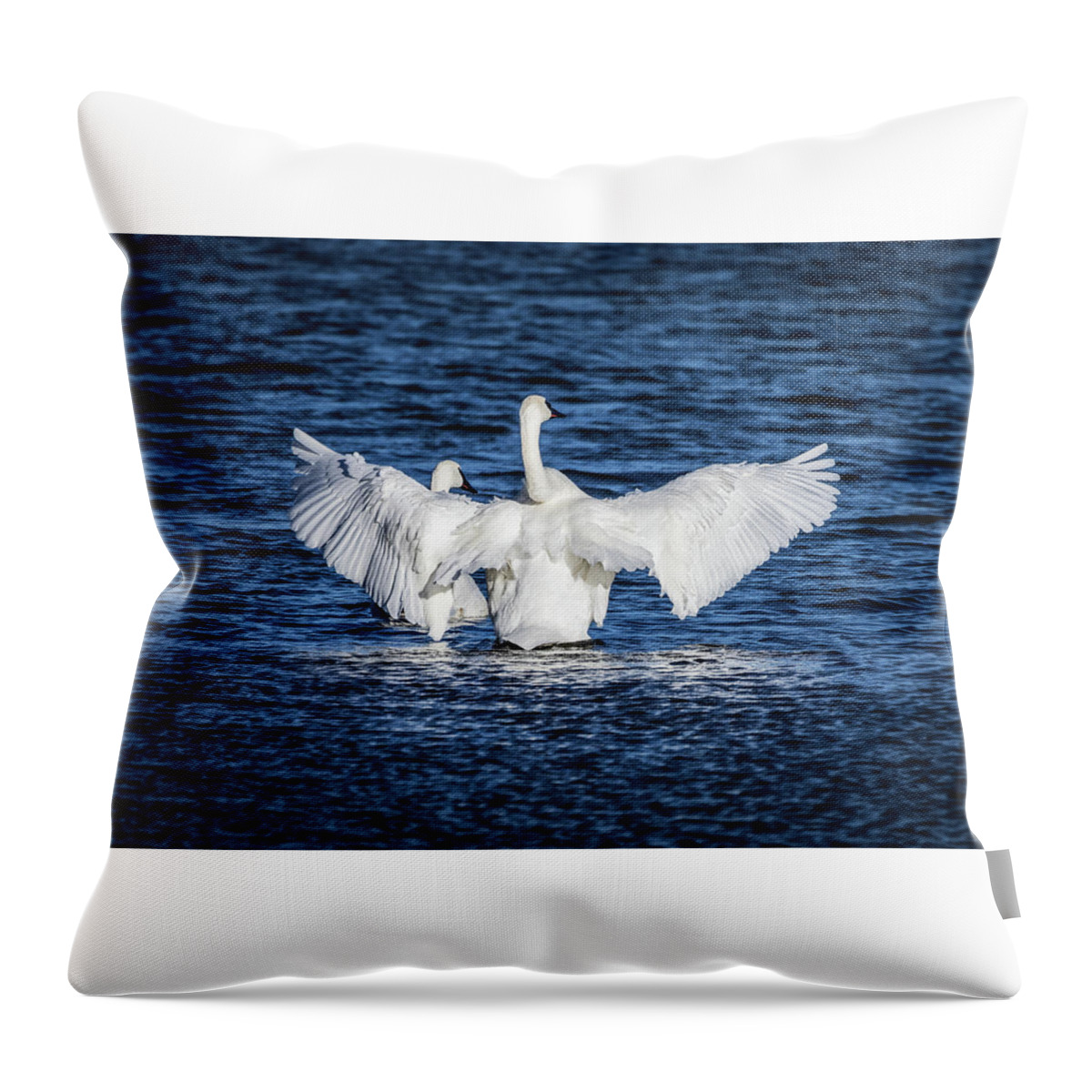 British Columbia Throw Pillow featuring the photograph Trumpeter Swans by Manpreet Sokhi