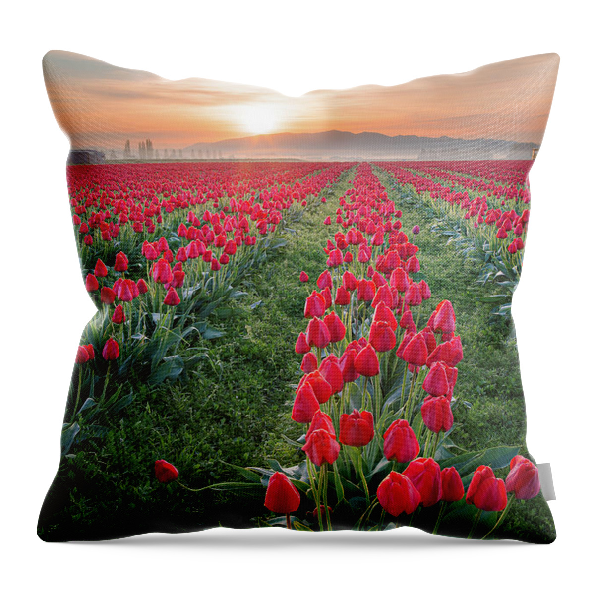 Tulips Throw Pillow featuring the photograph Tulips at Sunrise by Michael Rauwolf