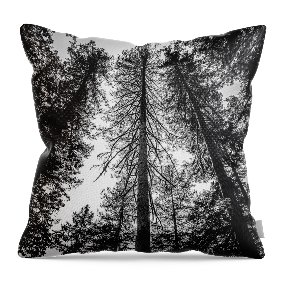 Trees Throw Pillow featuring the photograph Upwards - In the Oregon Forest by Ada Weyland