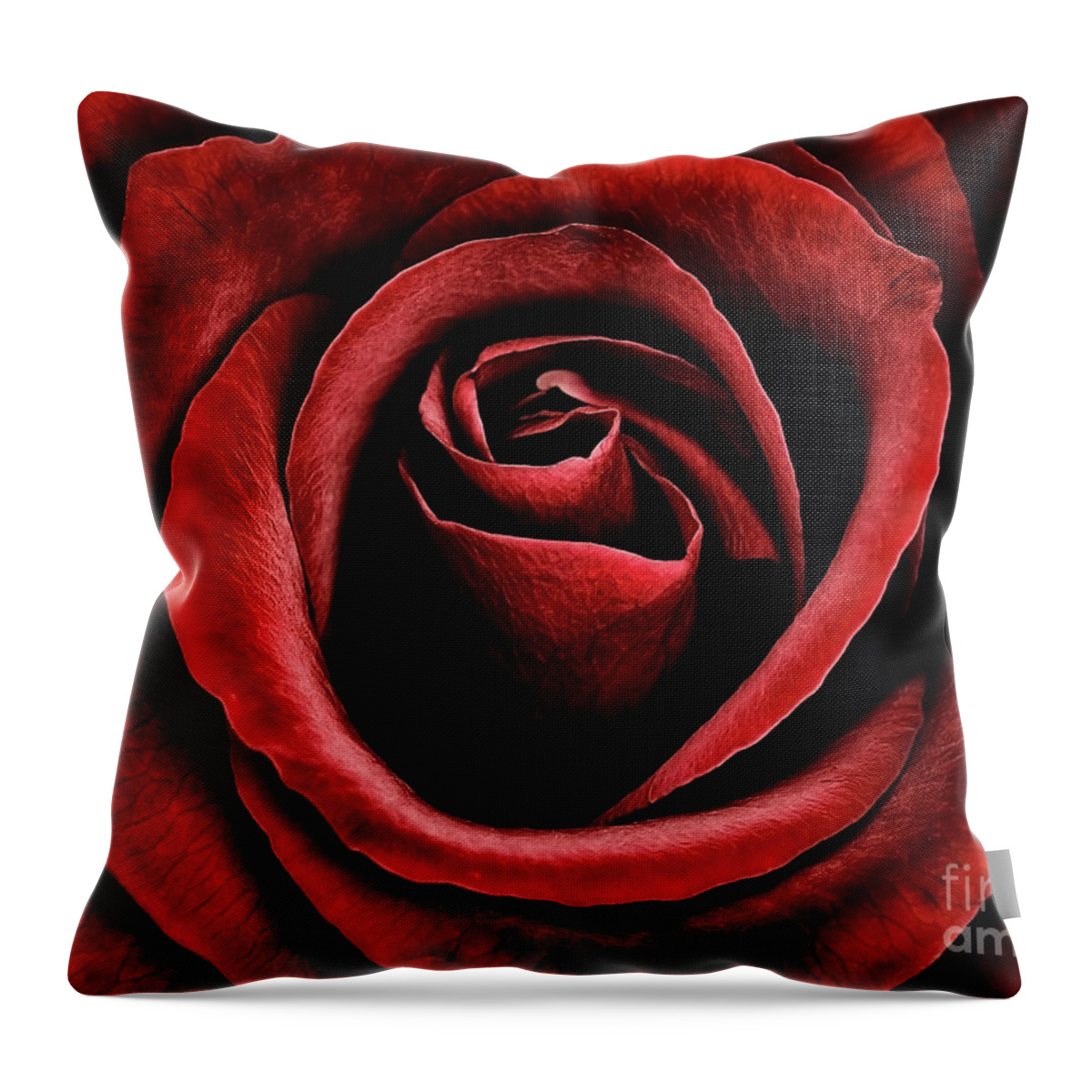 Velvet Red Rose Flower Beauty Beautiful Delightful Shining From Dark Proud Black Fantastic Vivid Vibrant Colour Colourful Color Colorful Poetic Magical Macro Impressive Impression Contrast Floral Still-life Attractive  Throw Pillow featuring the photograph Velvet Red Rose by Tatiana Bogracheva