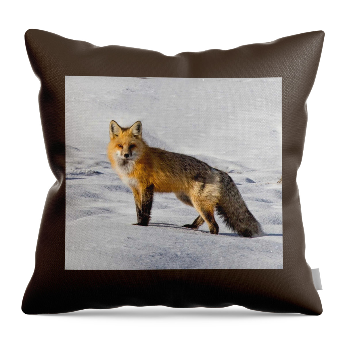 Fox Throw Pillow featuring the photograph Vixen by Carolyn Mickulas
